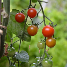 Charger l&#39;image dans la galerie, Kit de jardinage - Mes petites tomates - Radis et Capucine